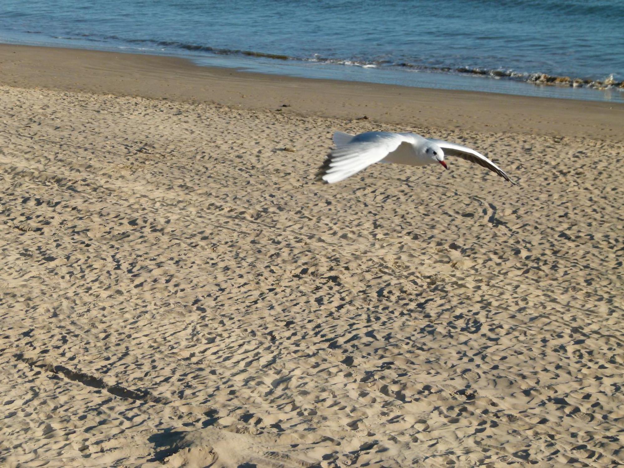Appartements Front De Mer Sables D'Olonne 莱萨布勒-多洛讷 外观 照片